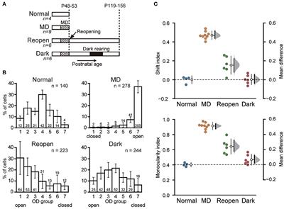 Dark Rearing Promotes the Recovery of Visual Cortical Responses but Not the Morphology of Geniculocortical Axons in Amblyopic Cat